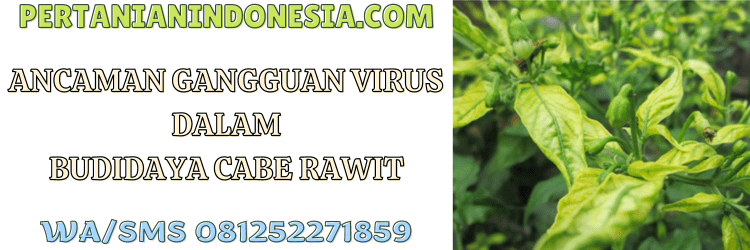 budidaya,budidaya cabe rawit,virus,patogen,anti virus,penyakit